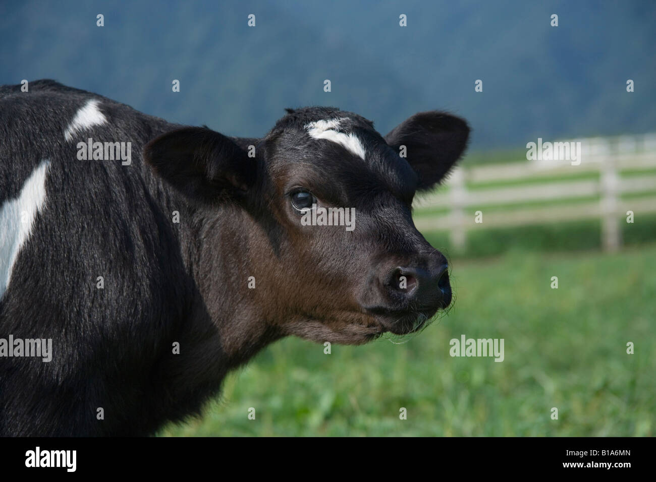 Kuh stehend in Hof Stockfoto