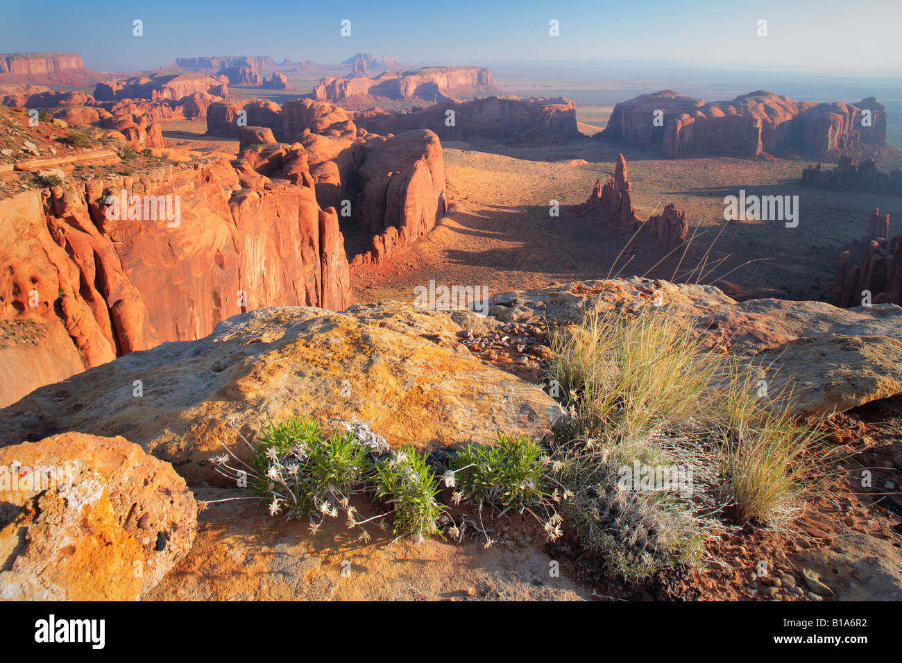 Wildblumen auf Hunts Mesa im Monument Valley in Arizona Stockfoto