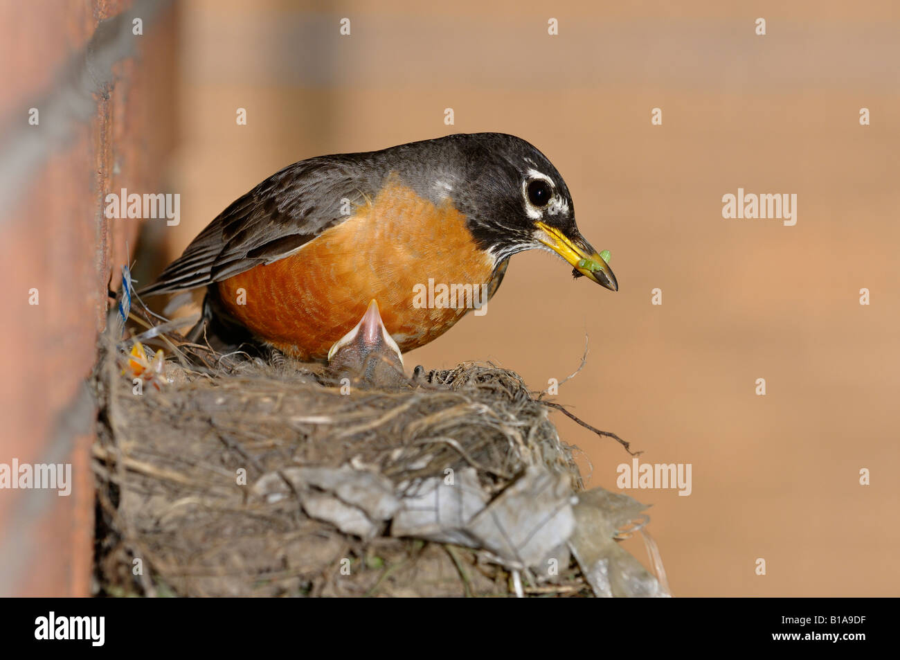 Vorsichtige Mutter Robin Küken im Nest Larven bereitzustellen Stockfoto