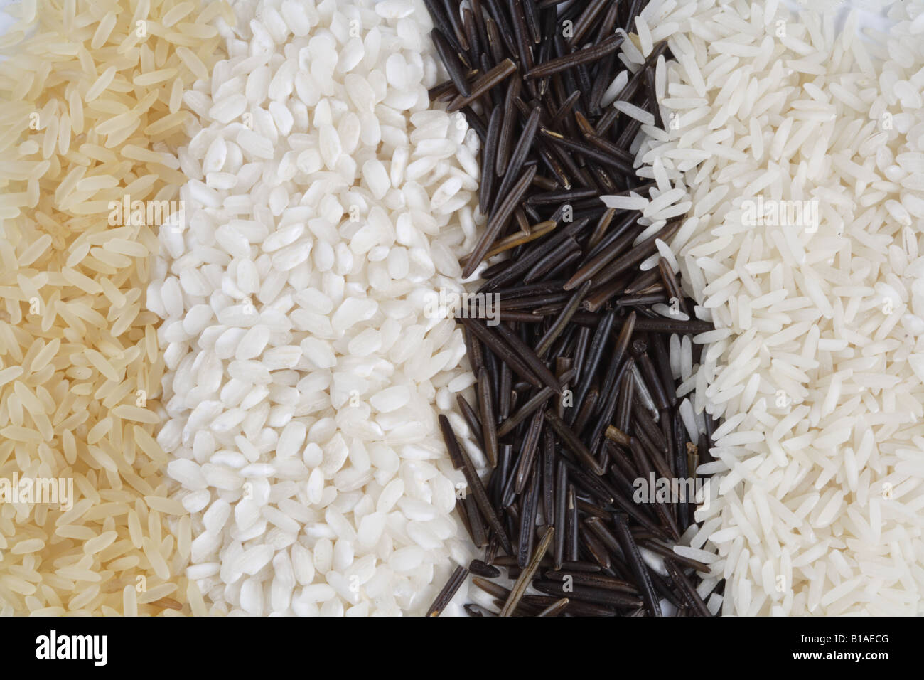 Reis-Sorten (Zhenital) Stockfoto
