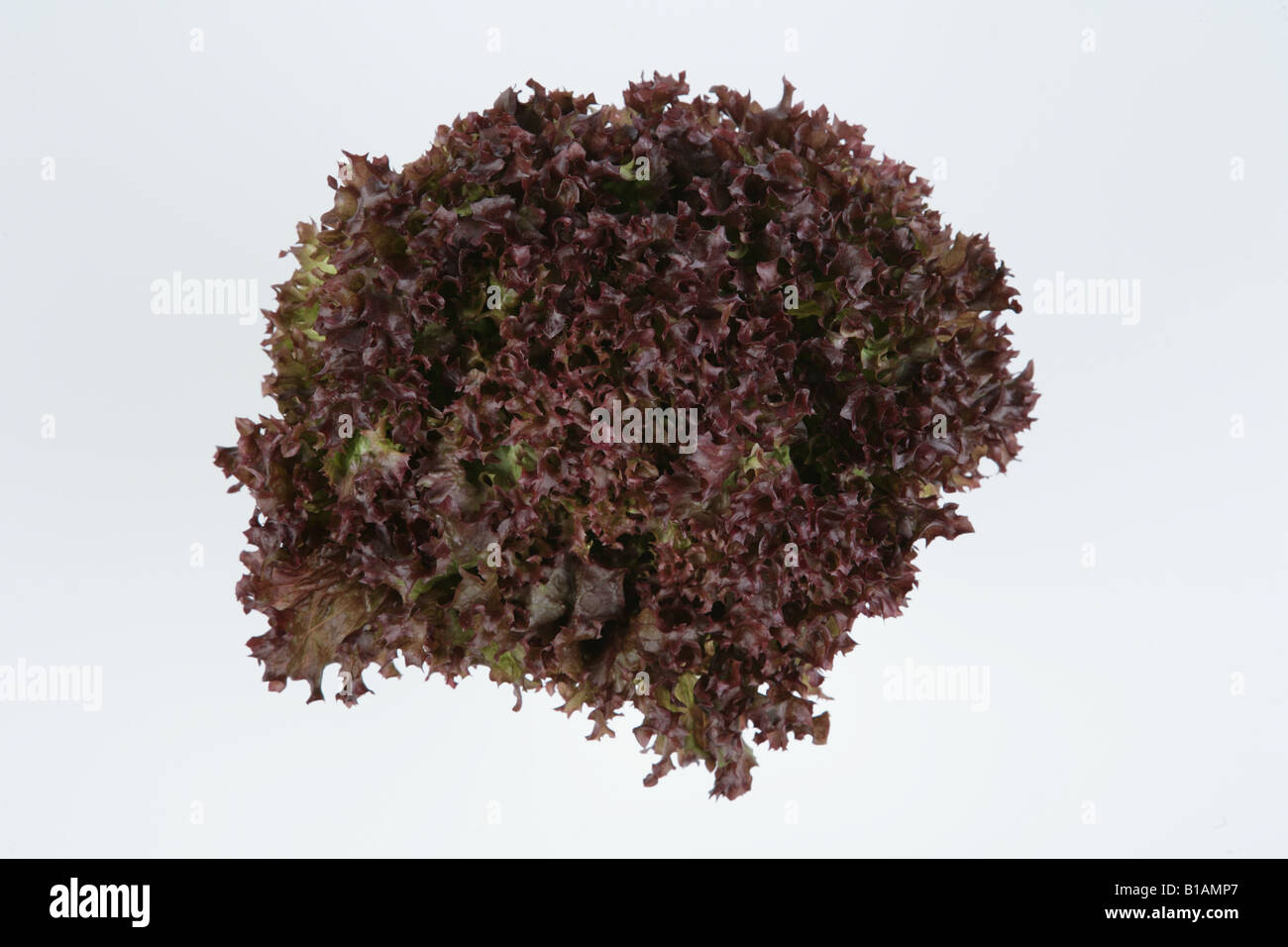 Lollo Rosso Salat auf weißem Hintergrund Stockfoto