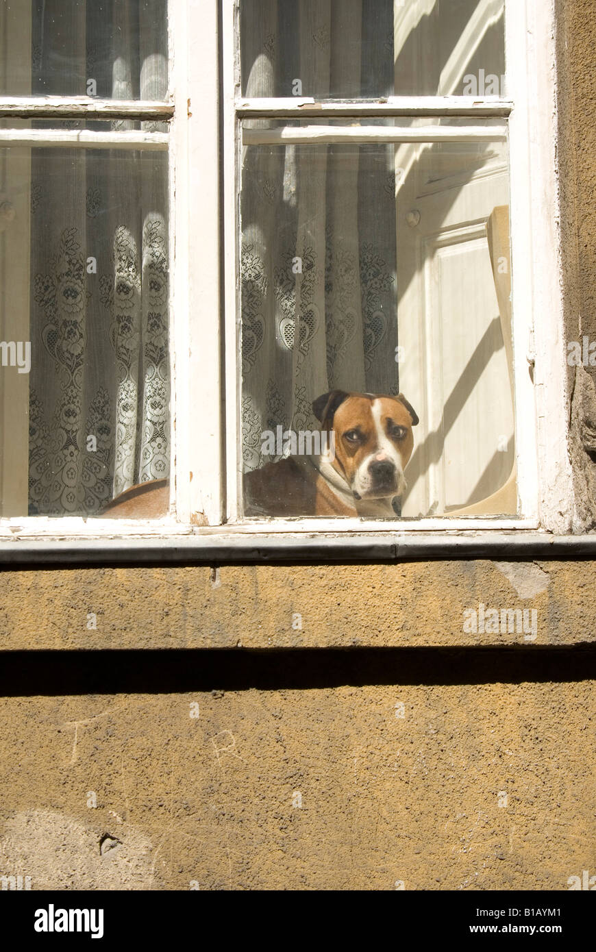 Hund schaut aus Fenster Stockfoto