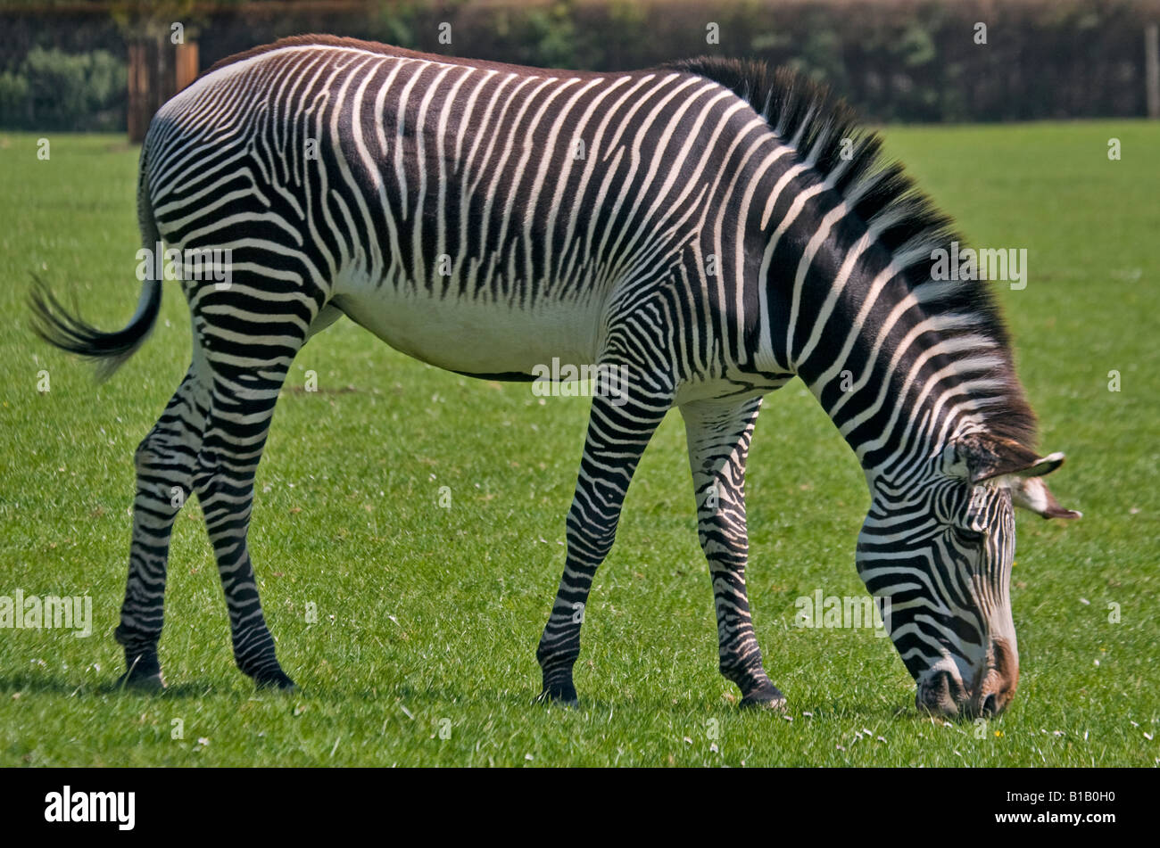 GREVY Zebra (Equus Grevyi) Weiden Stockfoto