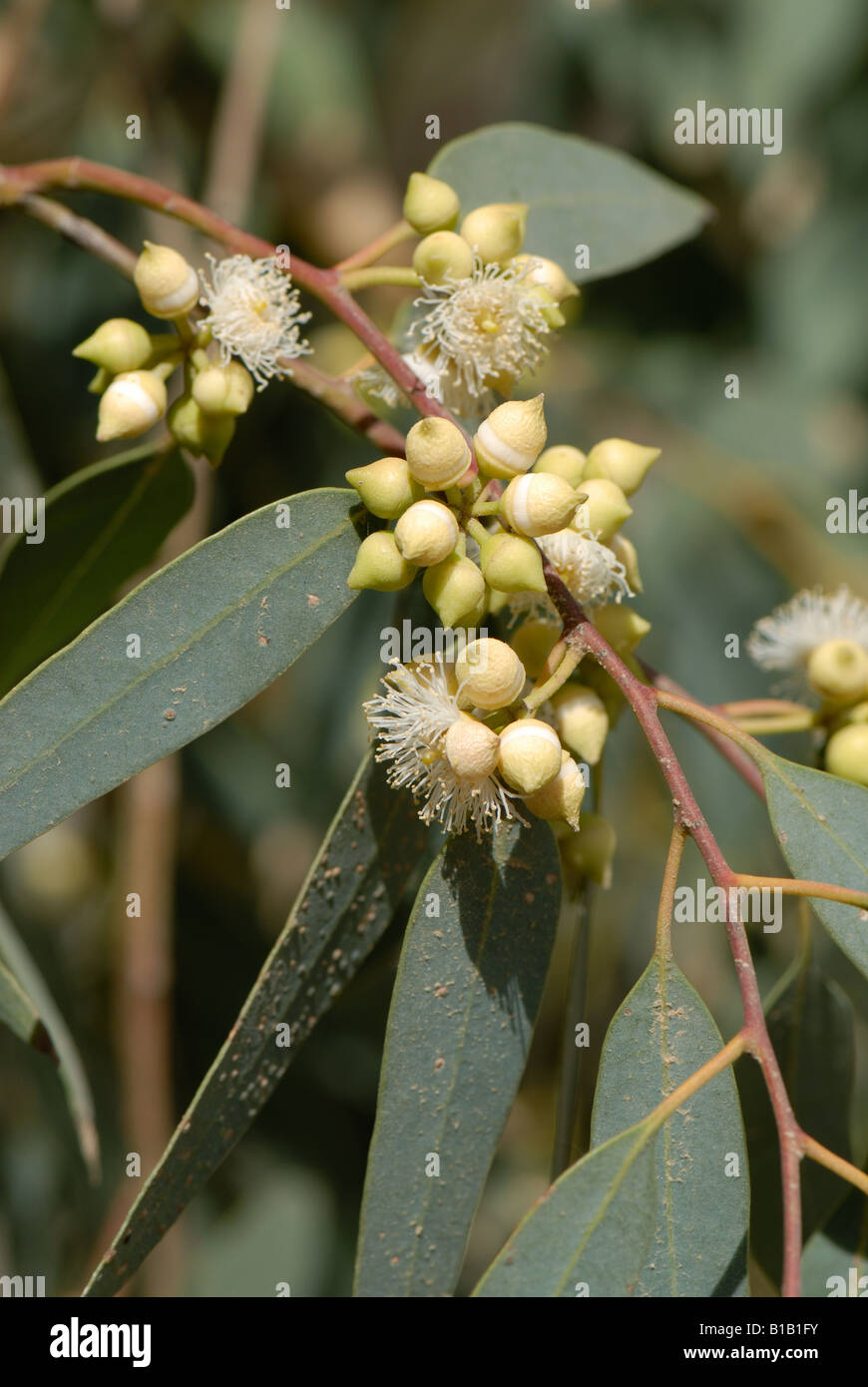 Gum Baum Eucalyptus Spp Blumen Staubblätter und Knospen mit verschmolzenen Blütenblätter Crete Stockfoto