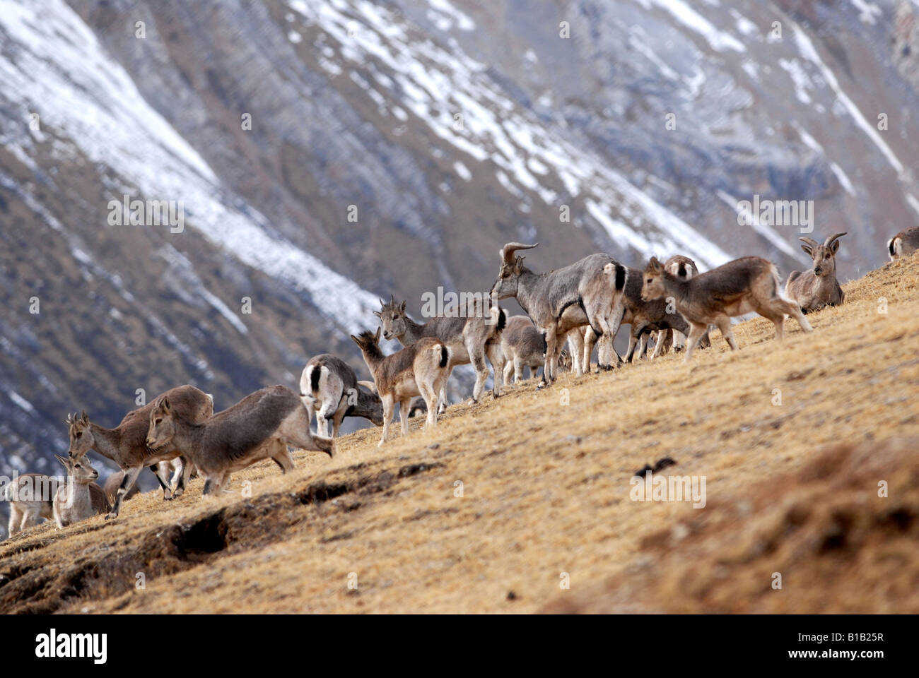 Ziege in freier Wildbahn auf Tibet-Plateau, China Stockfoto