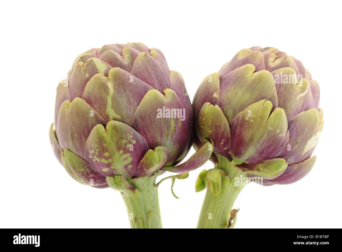 Zwei Artischocken isoliert auf weiß Stockfoto