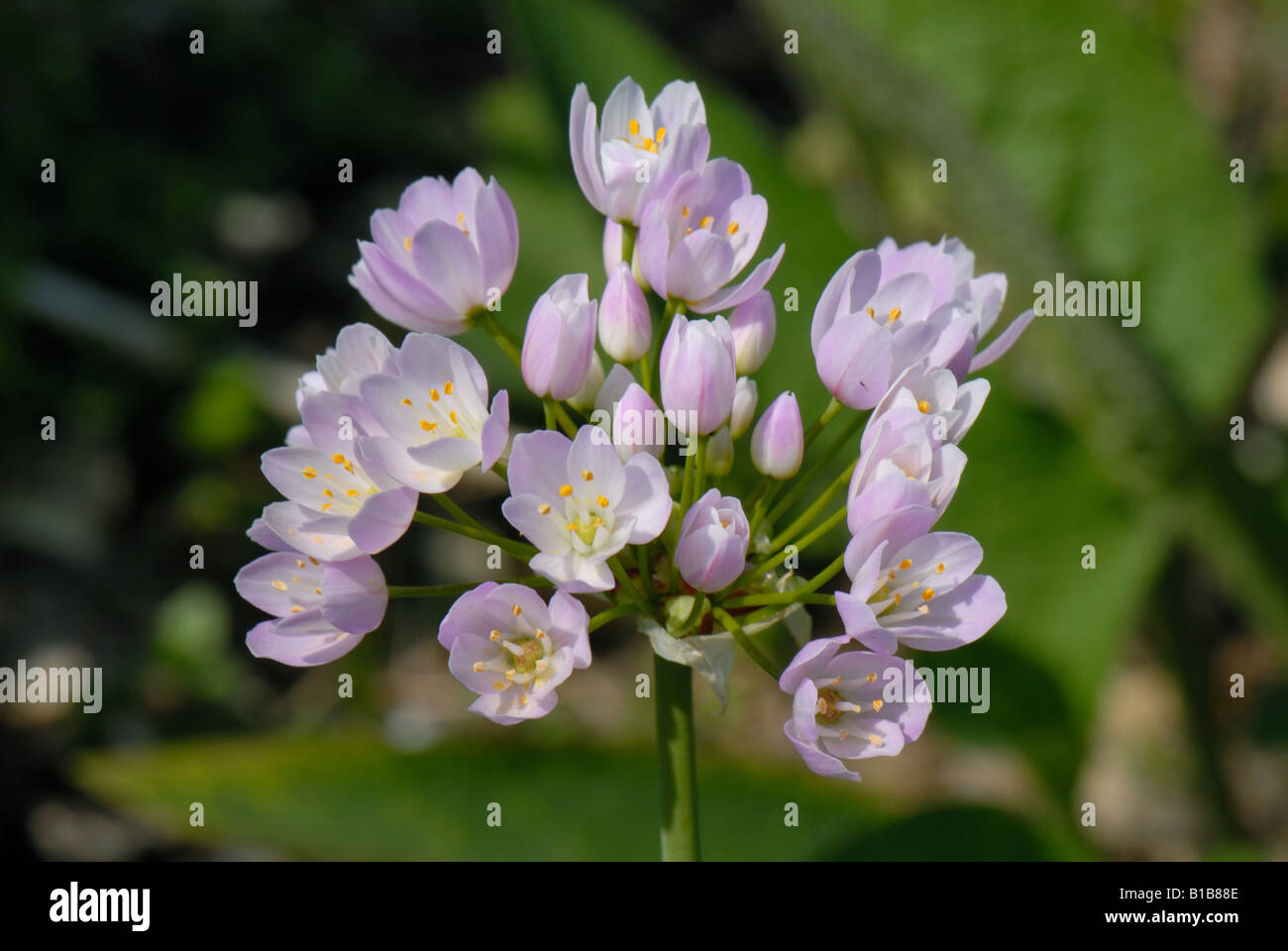 Allium roseum rosa Blumen auf einem beständigen Garten Lampe Stockfoto
