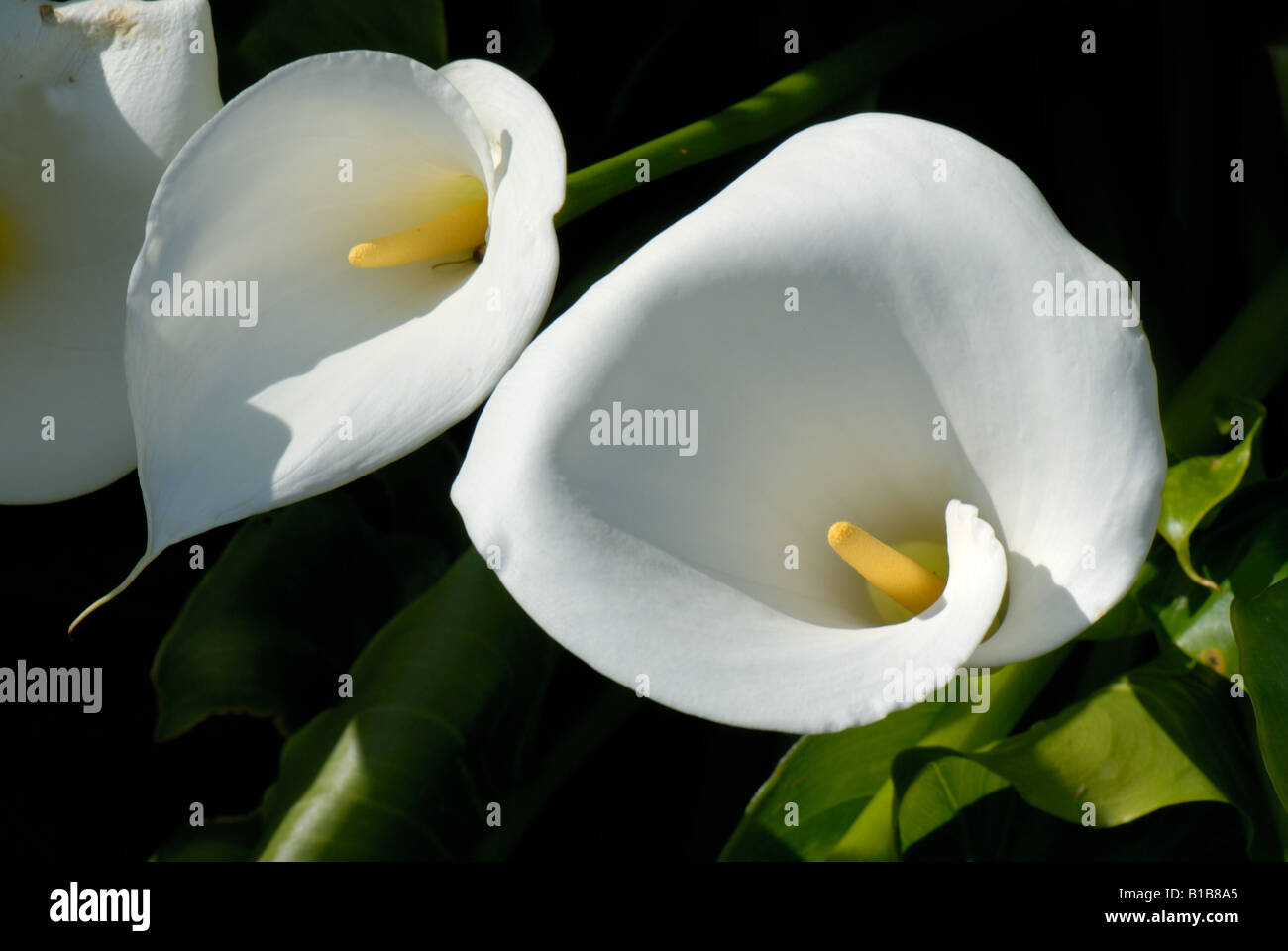 Weiße Blumen und Stempel von einem Arum Lilie Zantedeschia aethiopica Stockfoto