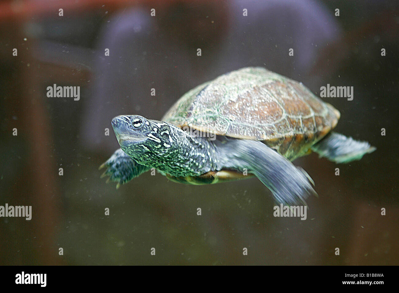 Chinesischen drei gekielt Schildkröte Stockfoto