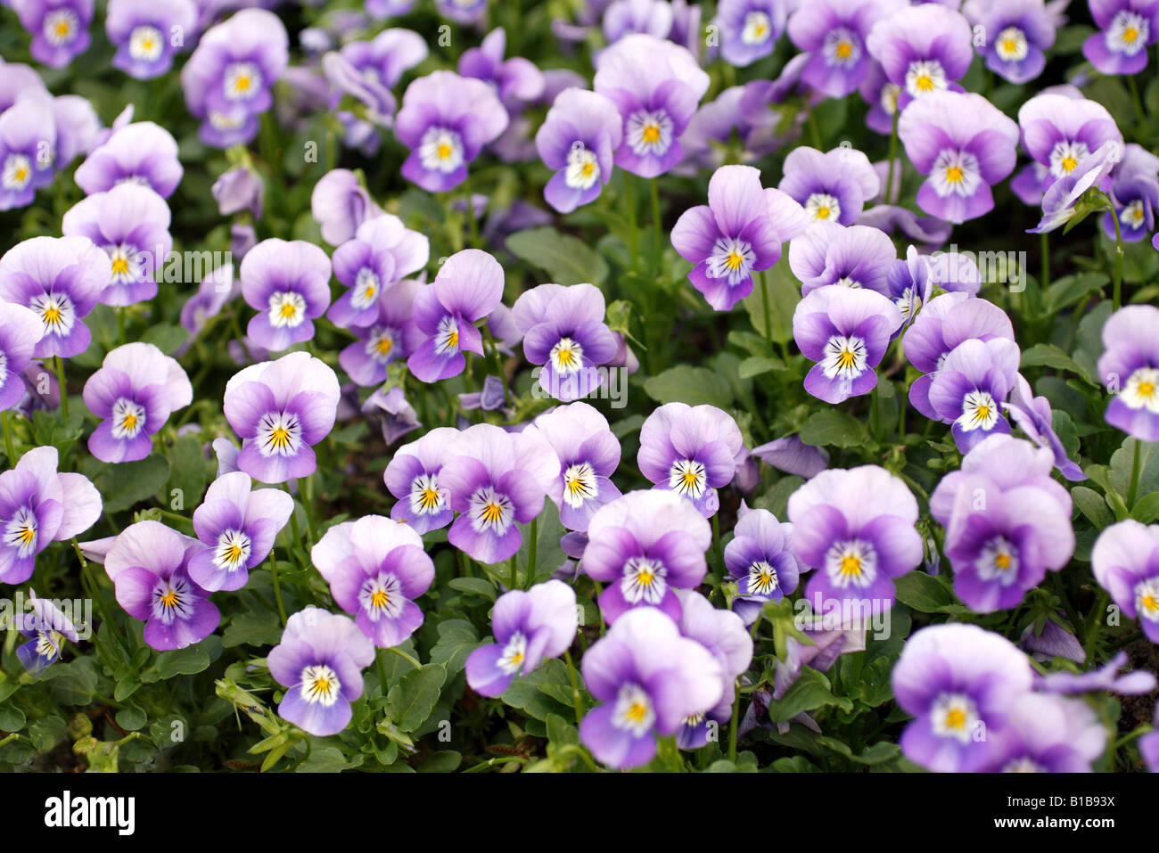 Chrysantheme Stockfoto