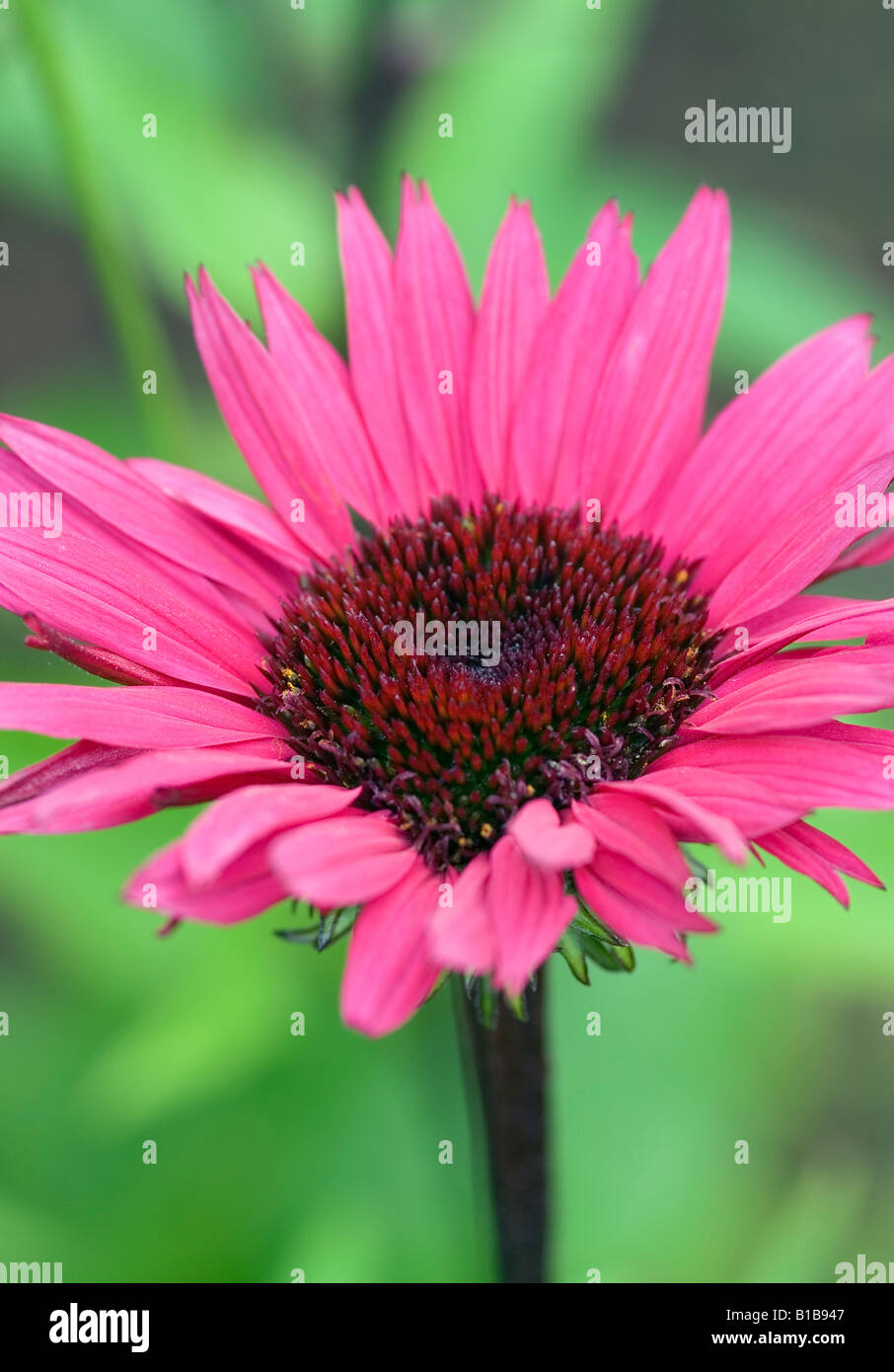 ECHINACEA PURPUREA FATAL ATTRACTION Stockfoto