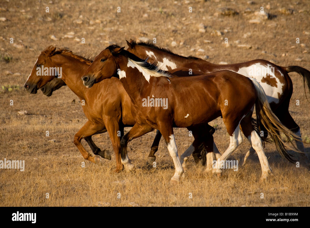 Roaming-Pferde, Wyoming Stockfoto