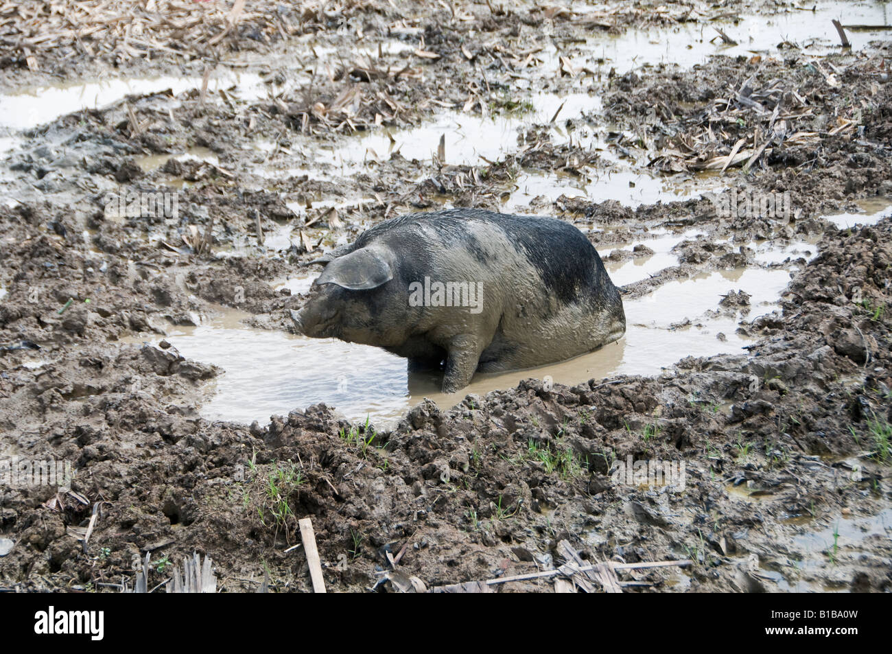 Ein Schwein in Pfütze Burma Myanmar Stockfoto