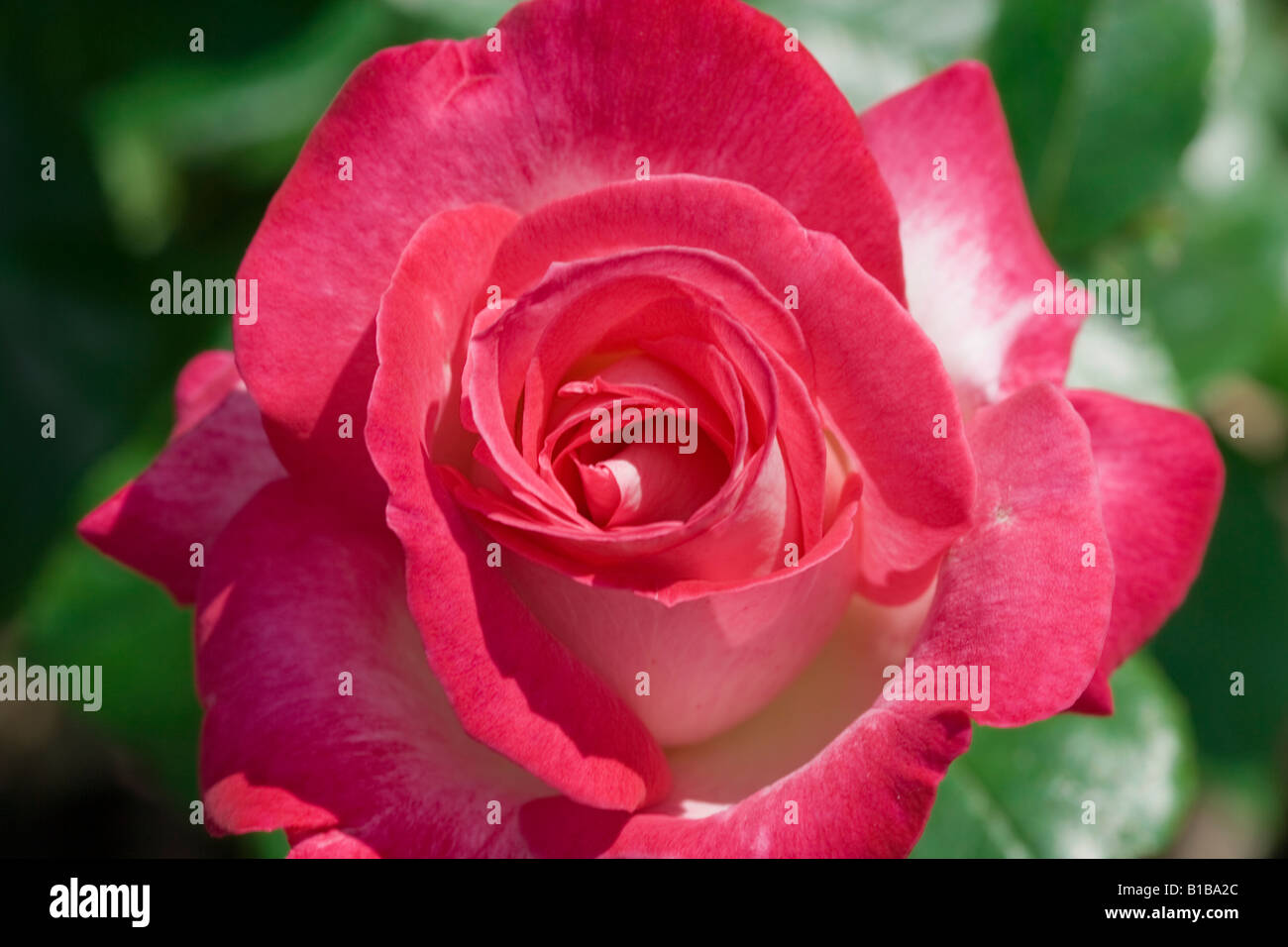 rote rose Stockfoto