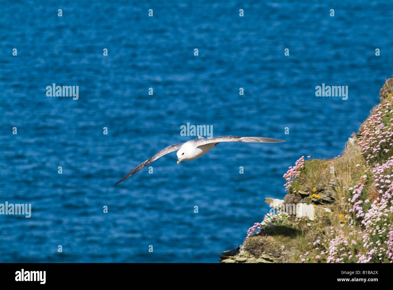 Dh Eissturmvogel VOGEL UK Flying Eissturmvogel seabird Segelfliegen seacliff Fulmarus glacialis Orkney Schottland Stockfoto