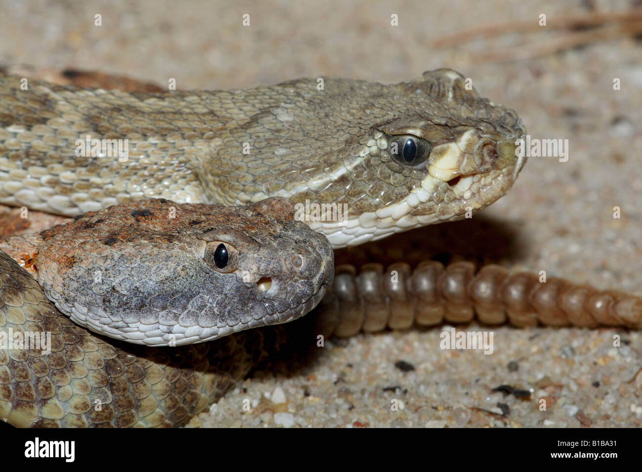 zwei Prairie Klapperschlangen / Crotalus Viridis Stockfoto