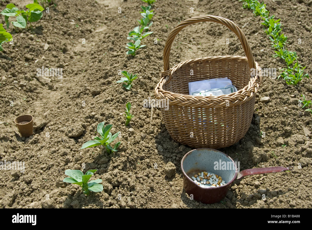 Stock Foto eines Weidenkorb und Topf voller Samen und Samentüten bereit zum Anpflanzen im Gemüsegarten Stockfoto