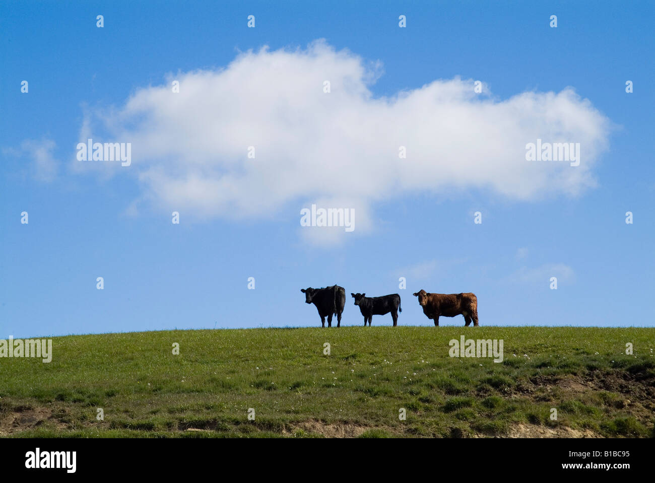 Dh Rinder Tiere UK Silhouette von Rindfleisch Kühe und Kälber in Hanglage Feld silhouette Schottische Land Stockfoto