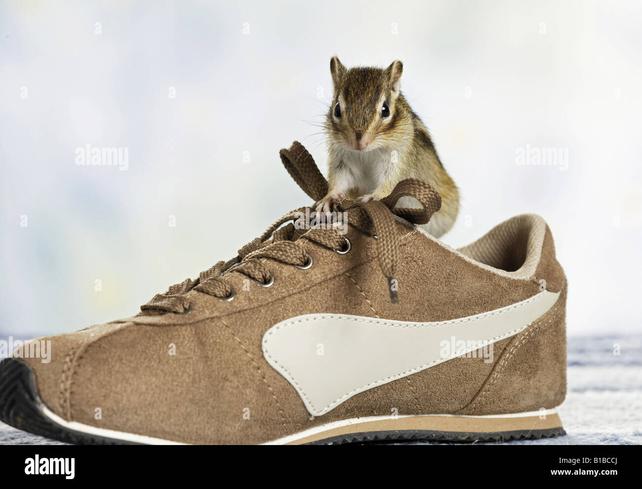 Sibirische Streifenhörnchen (Eutamias sibiricus) auf Shoe Stockfoto