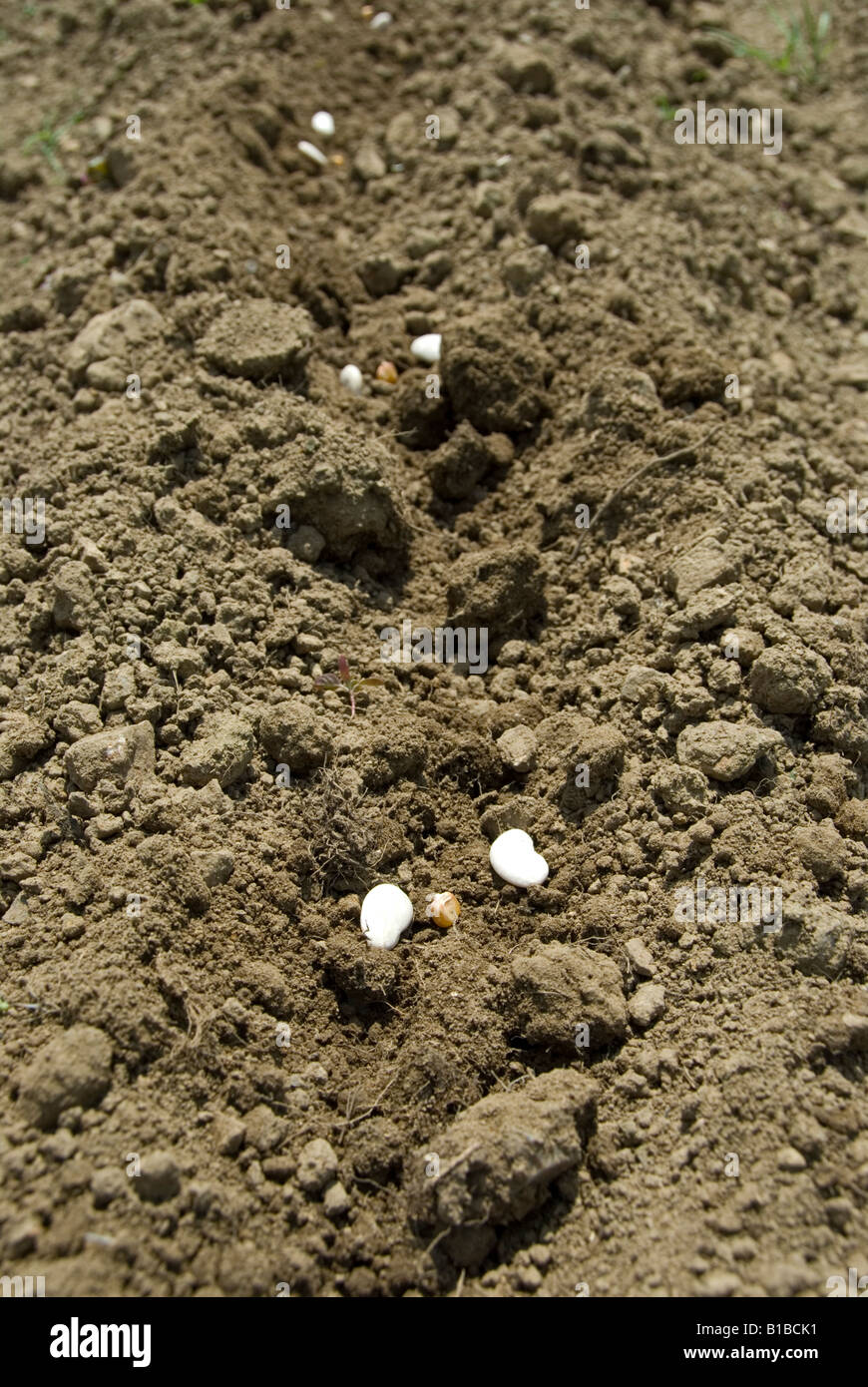 Stock Foto Gartenbohnen Bohnen liegen in ihren graben gerne abgedeckt werden und wachsen in das Gemüse Garten Stockfoto