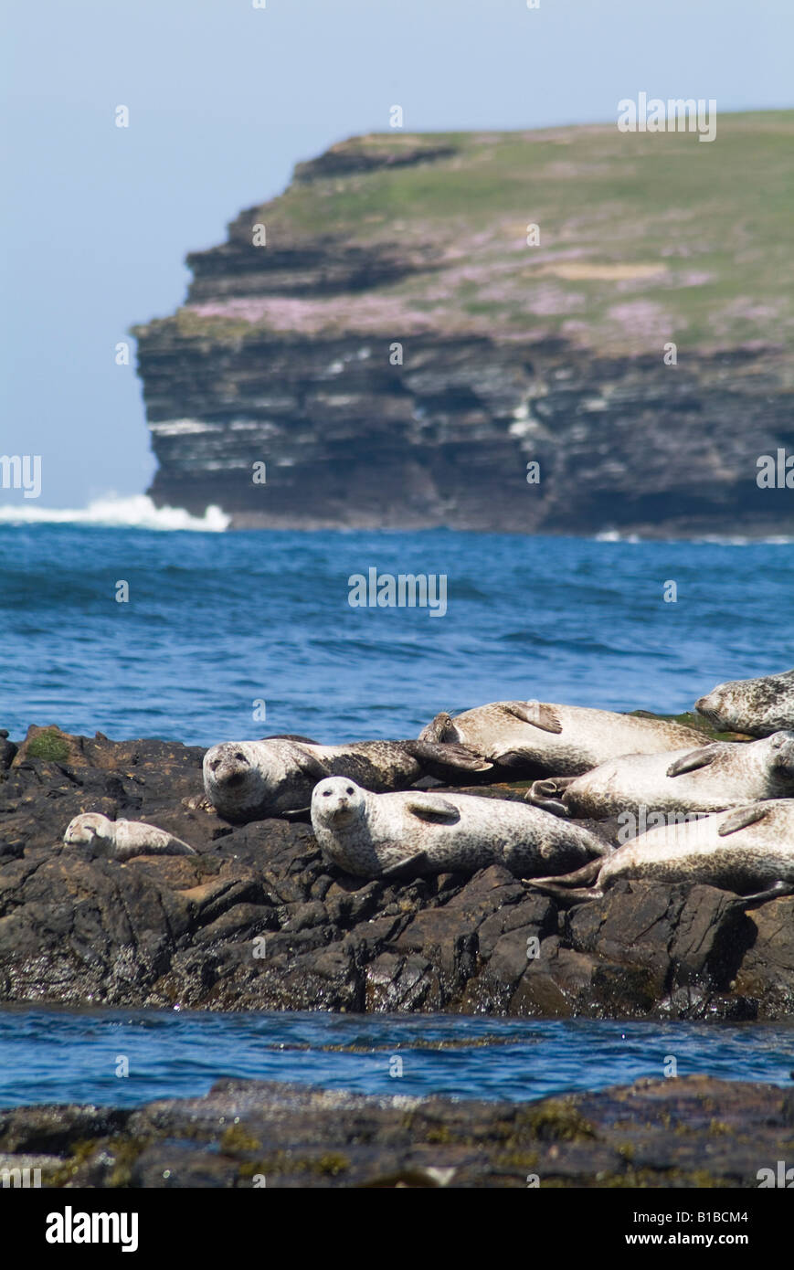 dh Phoca vitulina ROBBE ORKNEY uk Gemeine Robbe, die sich auf Felsen sonnt Birsay Orkney Felsen Robben Kolonie Schottland Wildtiere Meereshafen Stockfoto