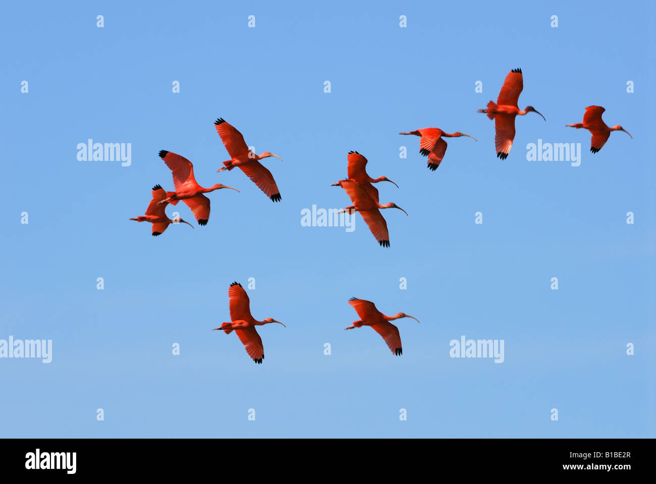 Scharlachrote Ibisse - fliegen / Eudocimus Ruber Stockfoto