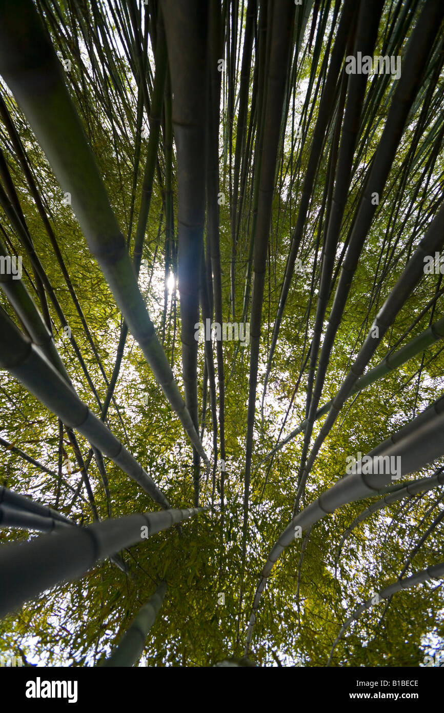 Ein Low-Winkel-Foto von einem Bambuswald (Phyllostachys sp). Forêt de Bambous (Phyllostachys) Photographiée En Contre-Plongée. Stockfoto