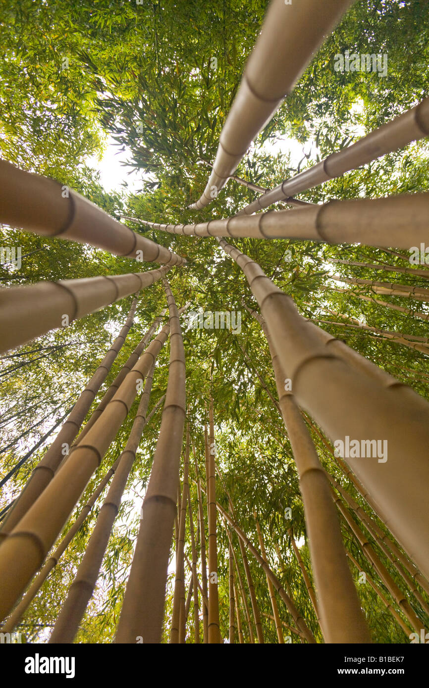 Einem niedrigen Winkel Schuss eines Bambuswaldes (Phyllostachys Viridis cv Sulphurea). Forêt de Bambous Photographiée En Contre-Plongée. Stockfoto