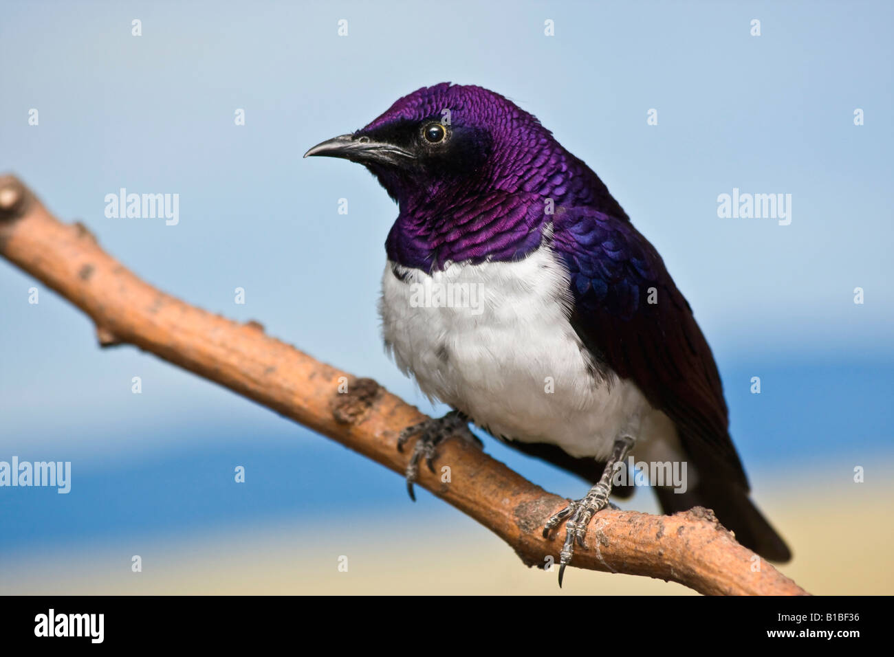 Amethyst Starling Cinnyricinclus leucogaster verreavi männlicher Vogel Hintergrund Clouse up Detail natürlich auf Ast sitzender Vogel niemand stellt Hi-res Stockfoto