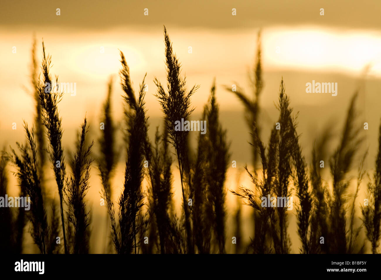 Gemeinsamen Schilf Phragmites communis Stockfoto