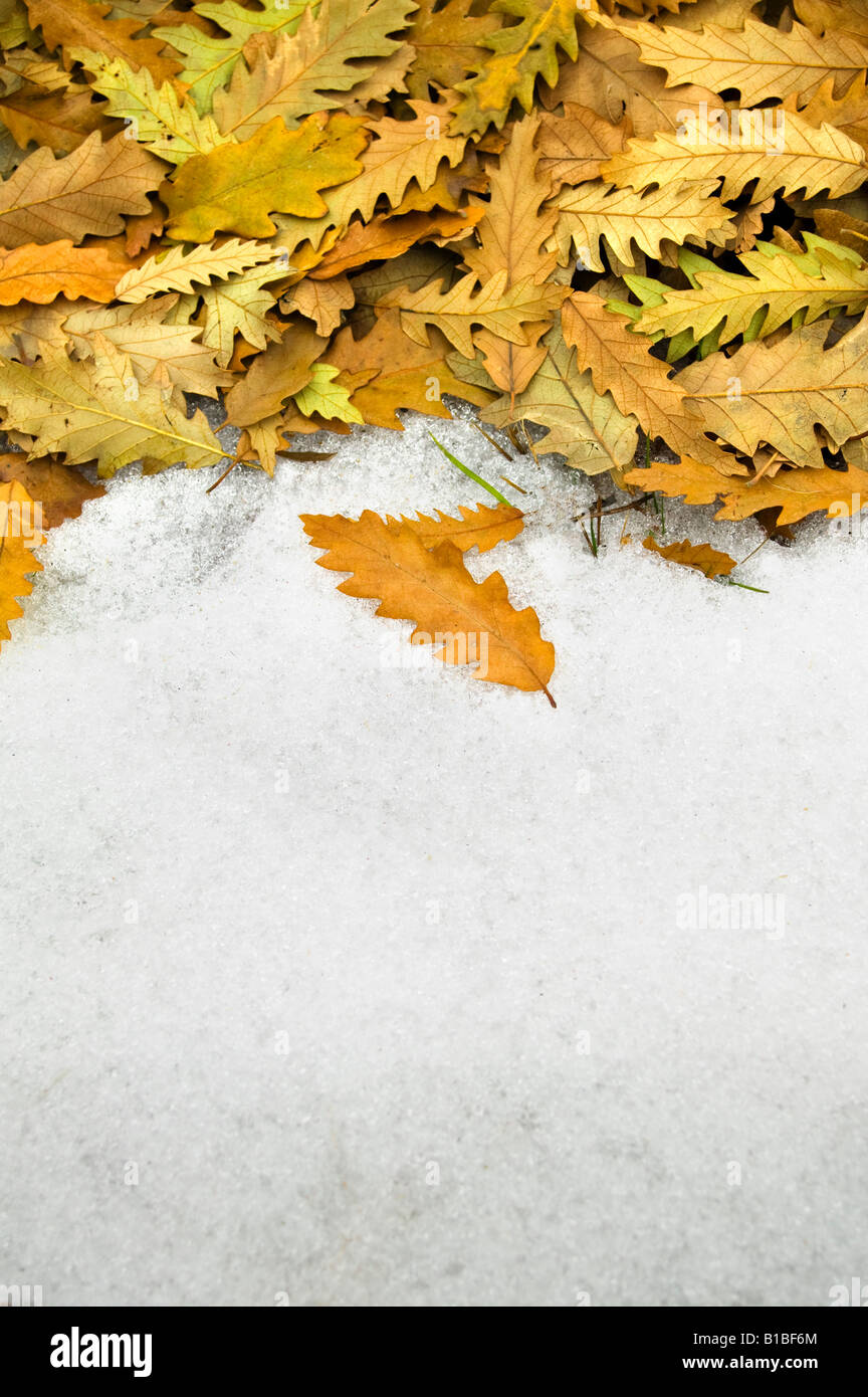 Blätter auf Schnee Stockfoto