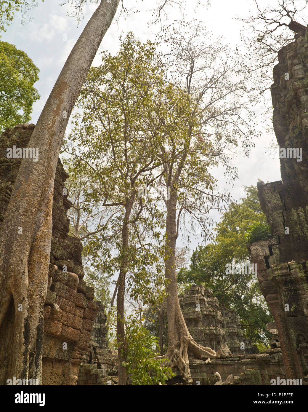 Baum und Vegetation auf Ruinen, Tempel Ta Prohm, Angkor, Kambodscha Stockfoto