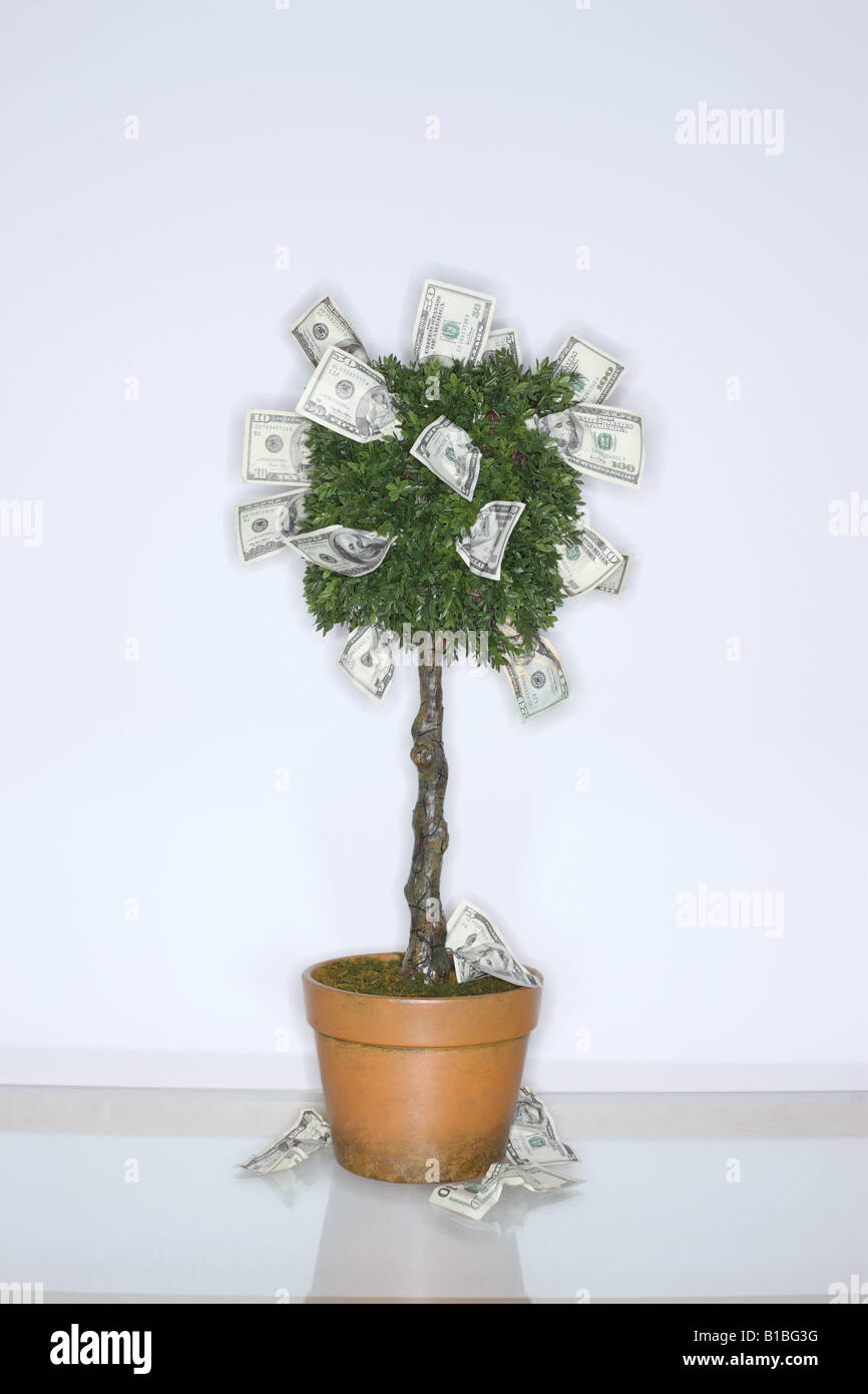 Geld wächst auf einem Baum Stockfoto