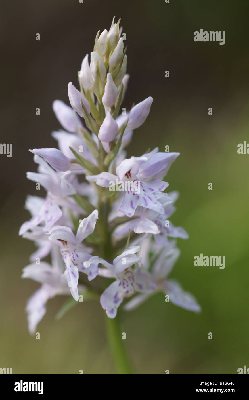 DACTYLORHIZA FUCHSII COMMOM GEFLECKTE ORCHIDEE Stockfoto