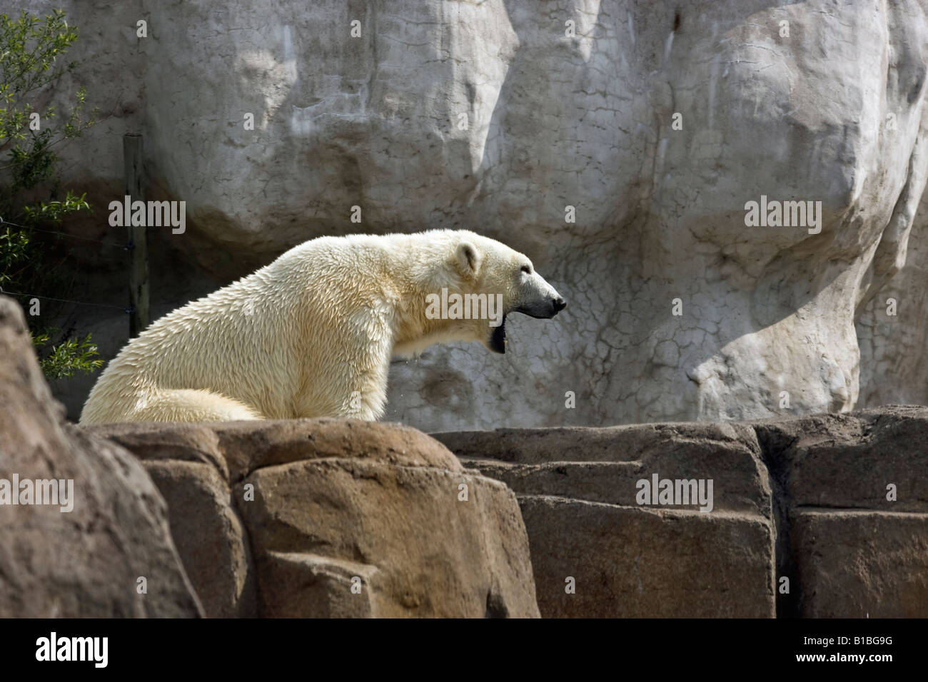 ZOO Weißer Eisbär auf Felsen sitzend draußen im Sommer natürlicher Hintergrund ein wildes Tier, das niemand hochauflöst Stockfoto