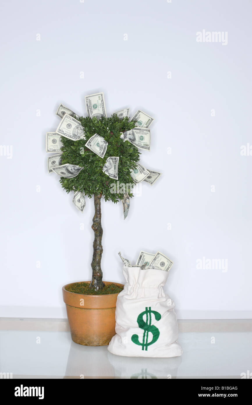 Geld wächst auf einem Baum mit Geldtasche Stockfoto