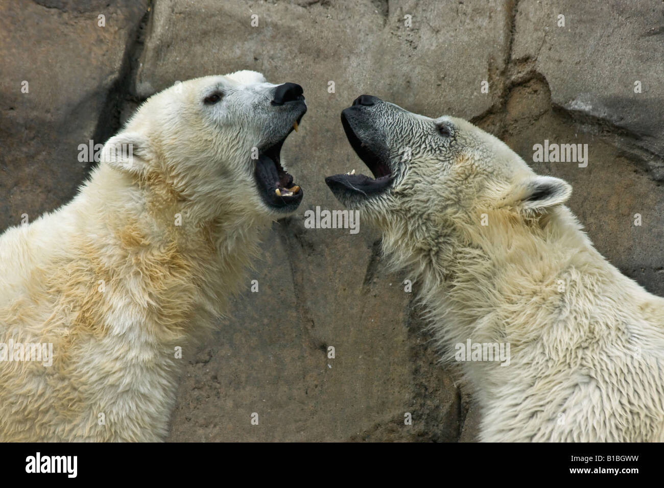 Das Paar Polarbären Ursus Maritimus im ZOO Toledo Ohio OH Bilder Fotos Verkauf für auf alamy horizontal in USA US hochauflösend Stockfoto