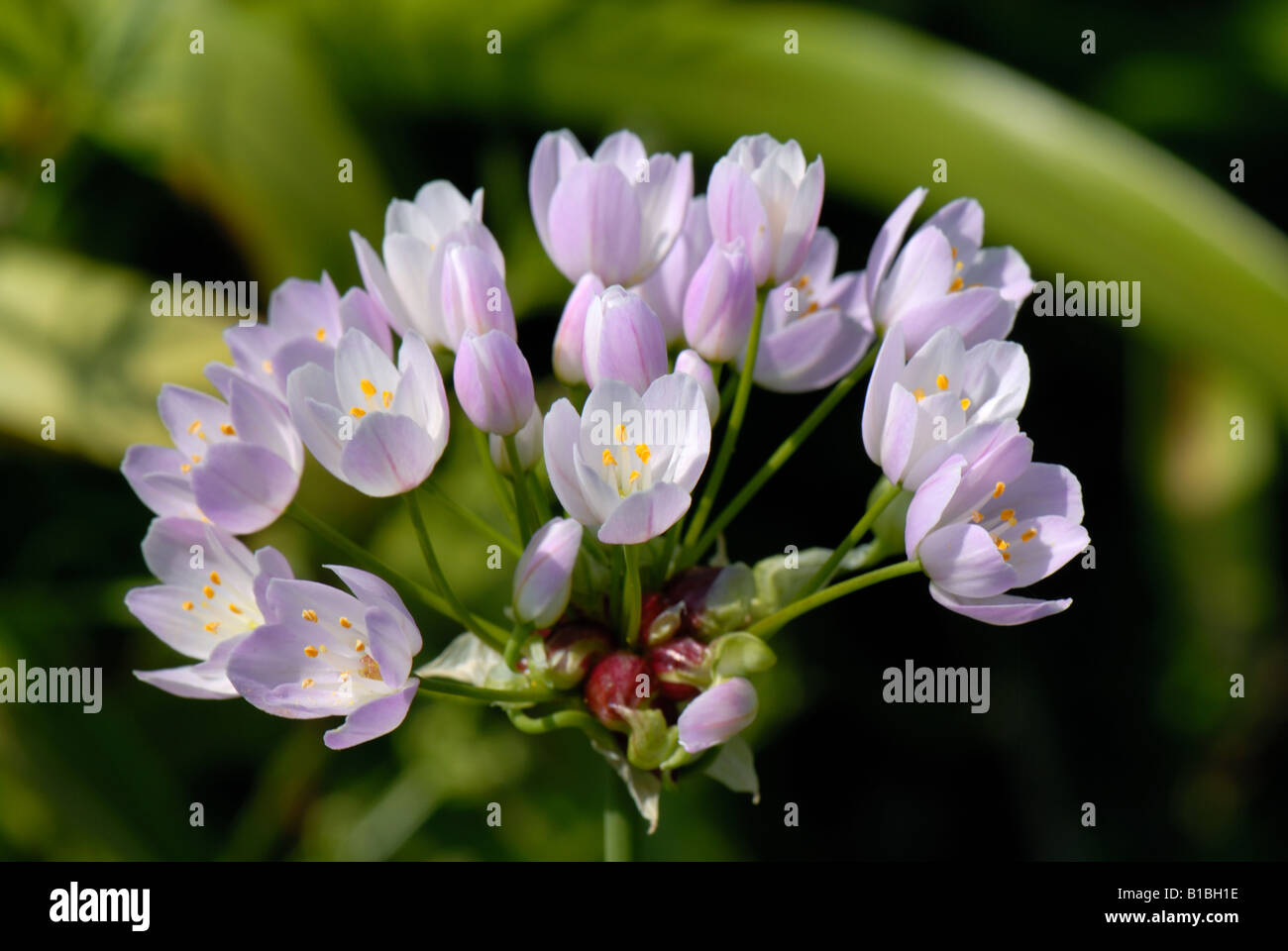 Allium roseum rosa Blumen auf einem beständigen Garten Lampe Stockfoto