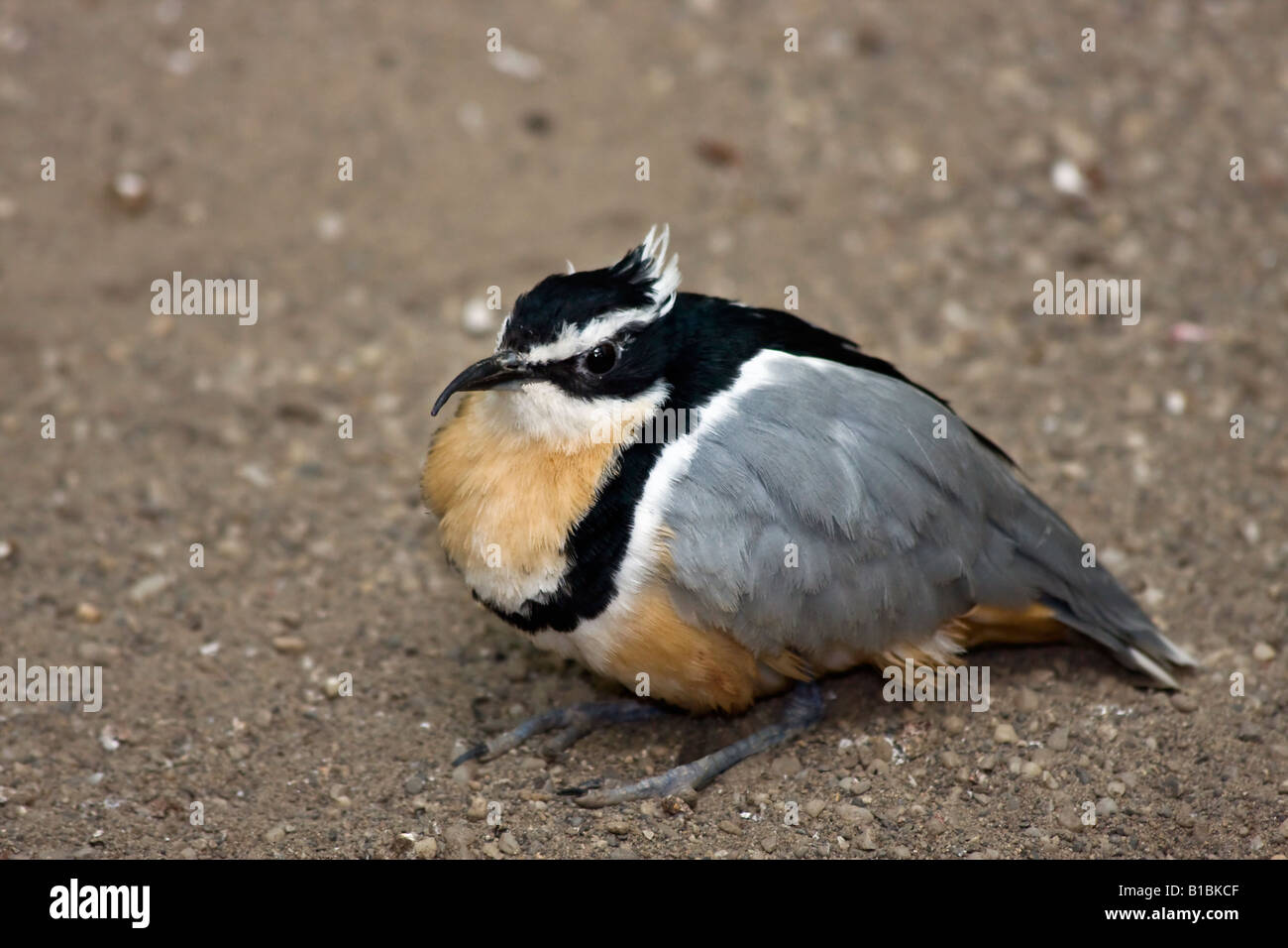 Ägyptischer Plover Pluvianus aegyptius exotischer Vogel ZOO Toledo Ohio USA Niemand beobachtet von oben Vögel Niemand Hi-res Bilder Stockfoto