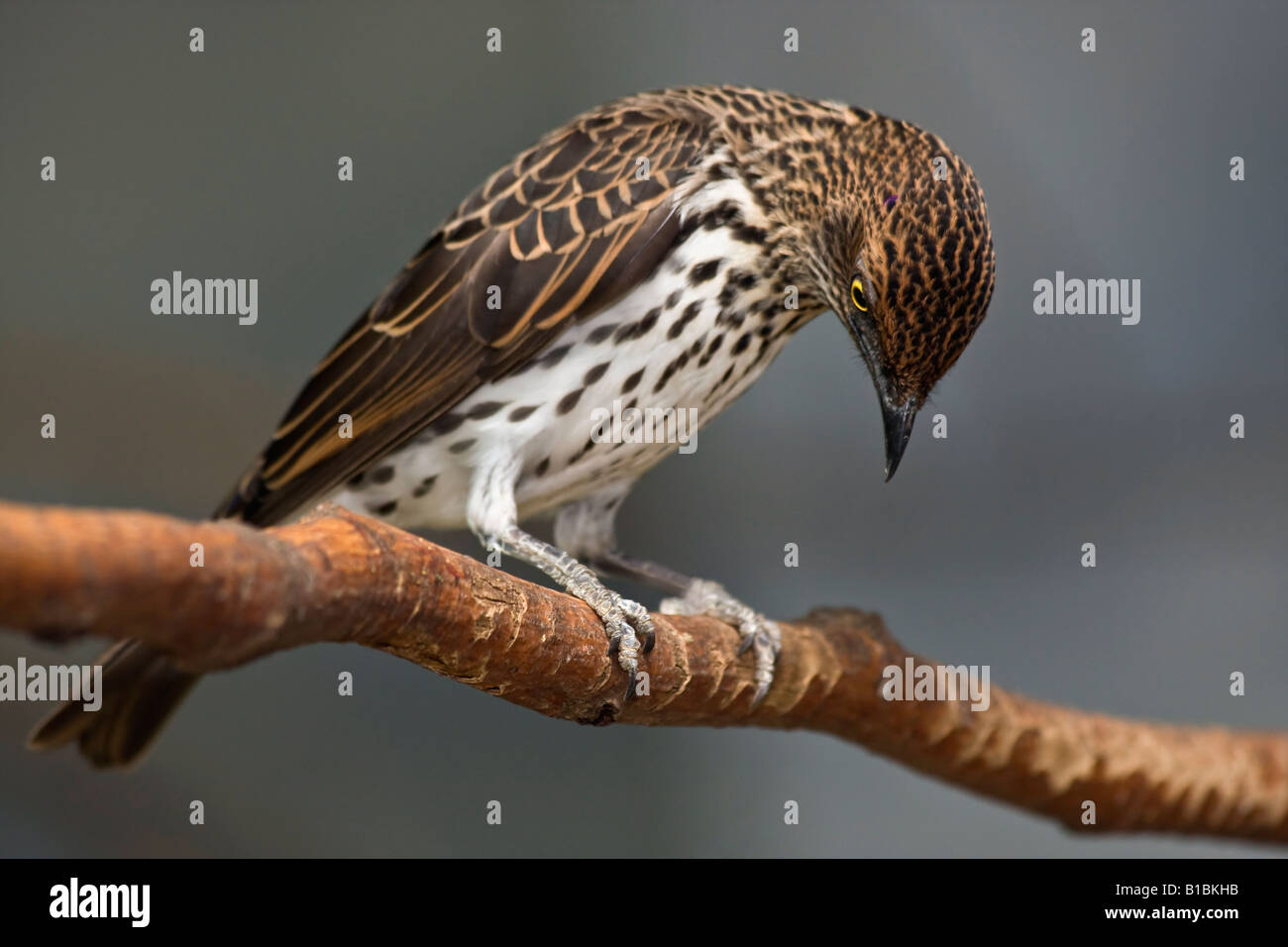 Exotischer Vogel Amethyst Starling Cinnyricinclus leucogaster verreavi Weibchen sitzend auf einem Ast lustige Vögel niemand Hi-res verschwommenes Unschärfe Hintergrund Stockfoto
