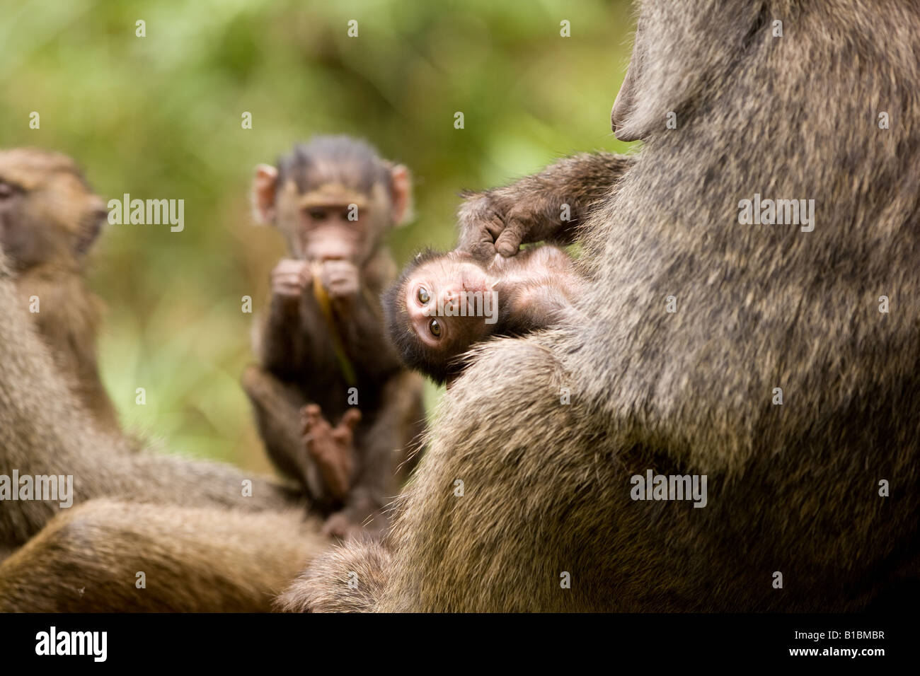 Junge Olive Pavian (Papio Anubis) am Lake Manyara in Tansania Stockfoto