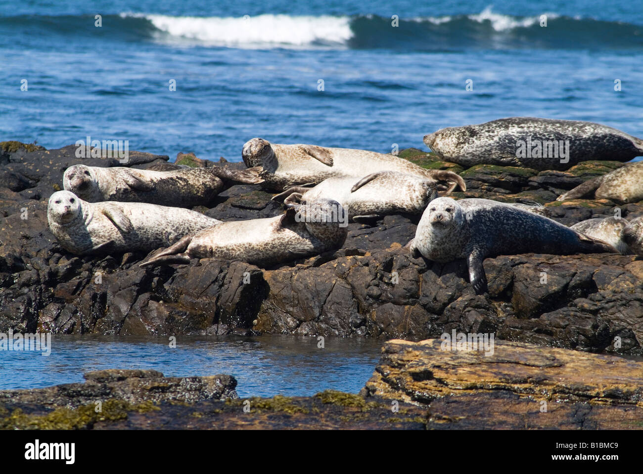 dh Common Seal Phoca vitulina SEAL UK Orkney Hafen Robben Kolonie sonnen sich auf felsigen Ausbissgruppe schottland Felsen liegen Stockfoto