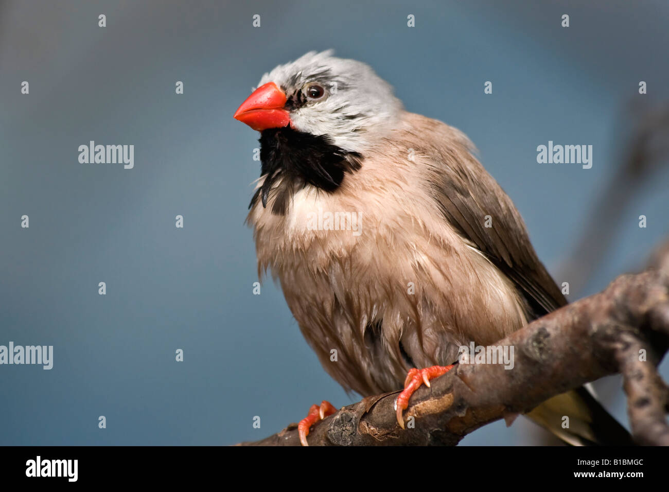 Langschwanzfinke Poephila acuticauda ein exotischer Vogel Fotos Bilder Bilder große hohe Auflösung im ZOO USA USA horizontale Hi-res Stockfoto