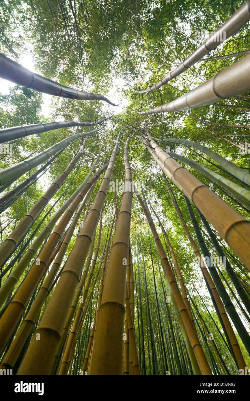 Ein Low-Winkel Schuss von einem Bambuswald. Forêt de Bambous (Phyllostachys Viridis cv Sulphurea) Photographiée En Contre Plongée. Stockfoto