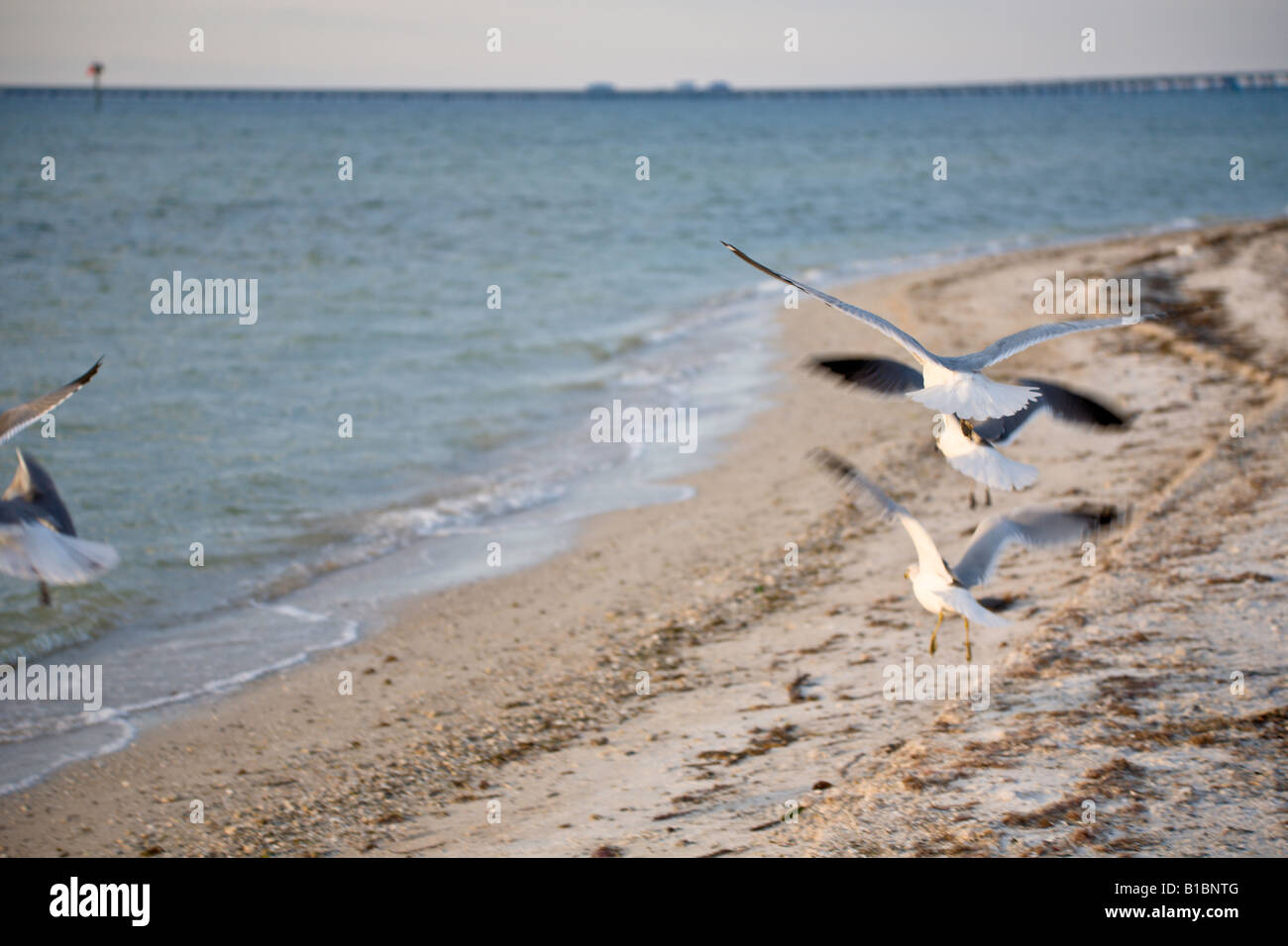 Zwei Möwen am Strand am Rand des Wassers auf der Suche nach Nahrung Stockfoto