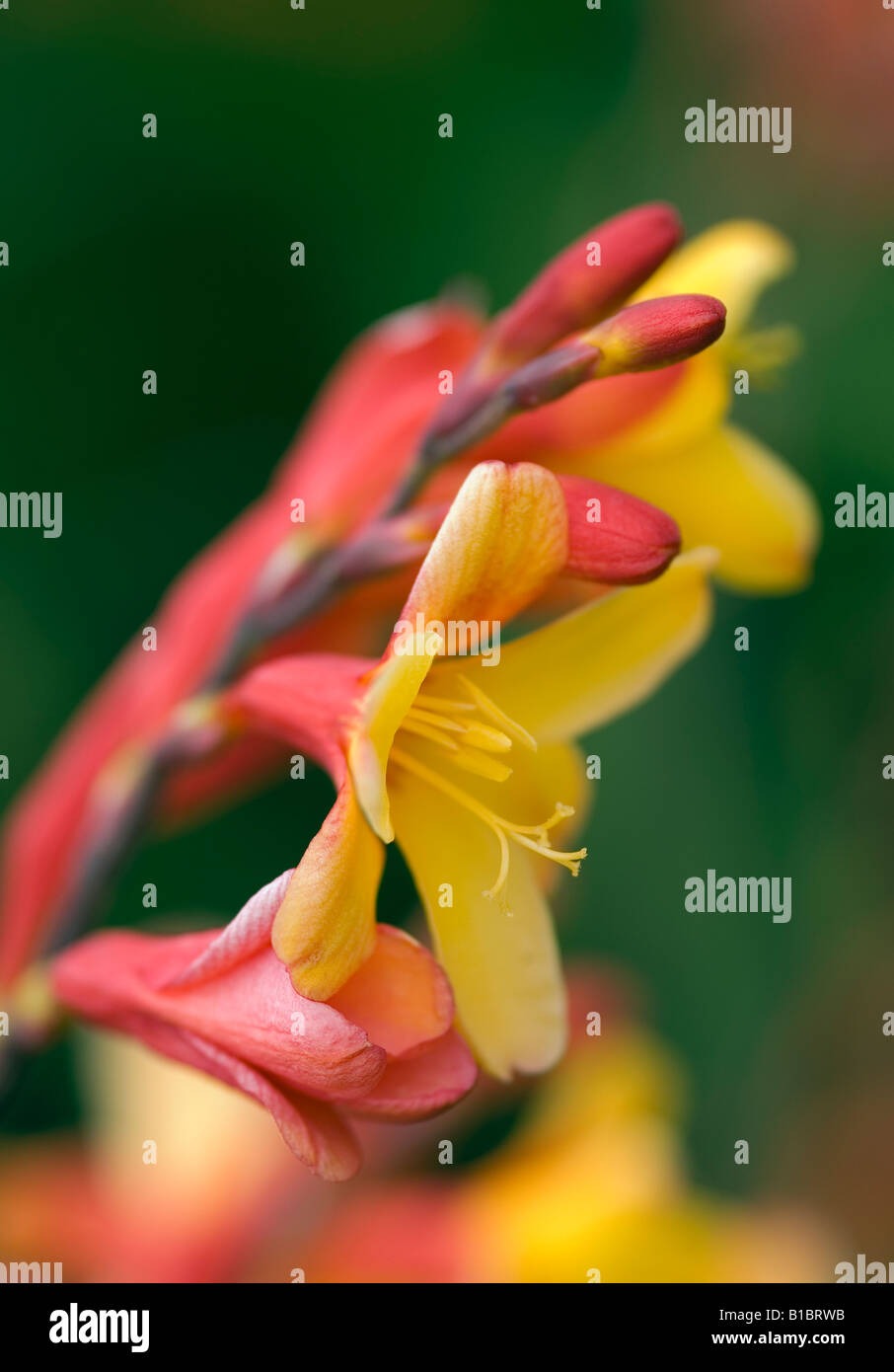 CROCOSMIA HARLEKIN MONTBRETIA Stockfoto