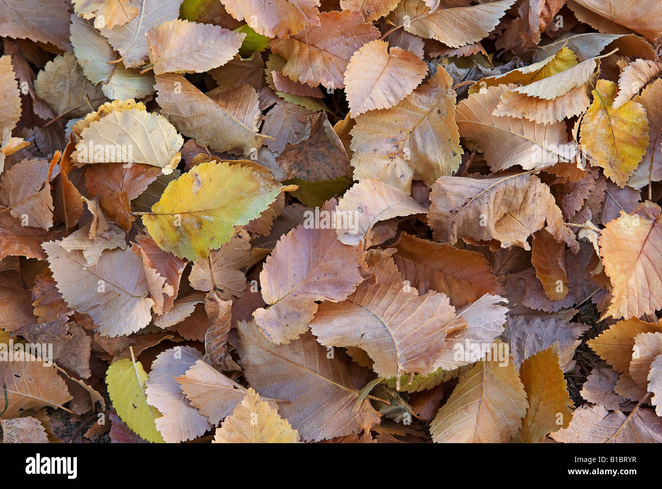 gefallenen Herbstlaub Herbst Hintergrundbild Stockfoto