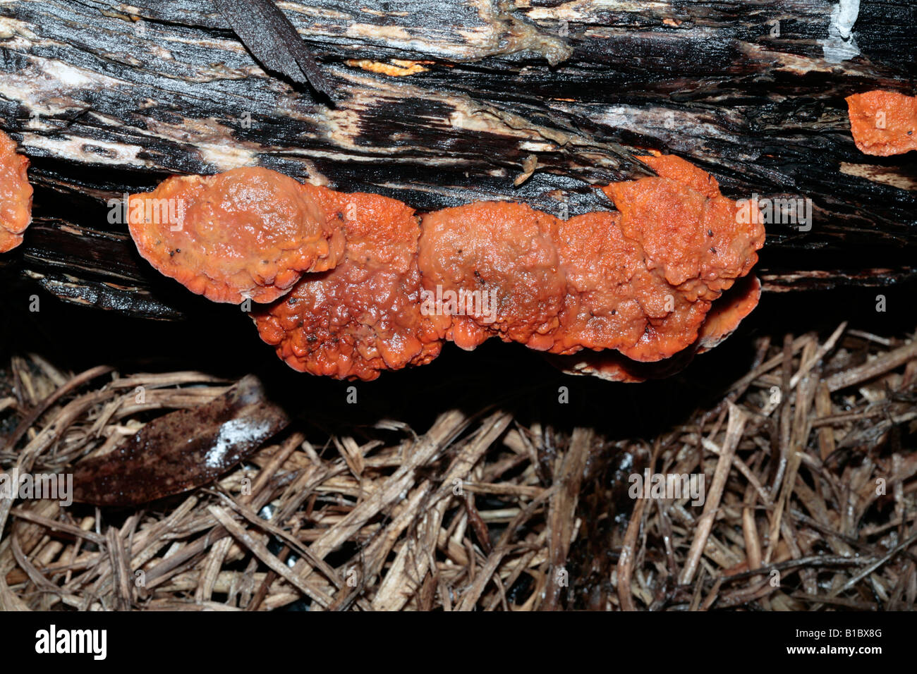 Polypore Pilz wächst auf Toten Melaleuca Baum Stockfoto