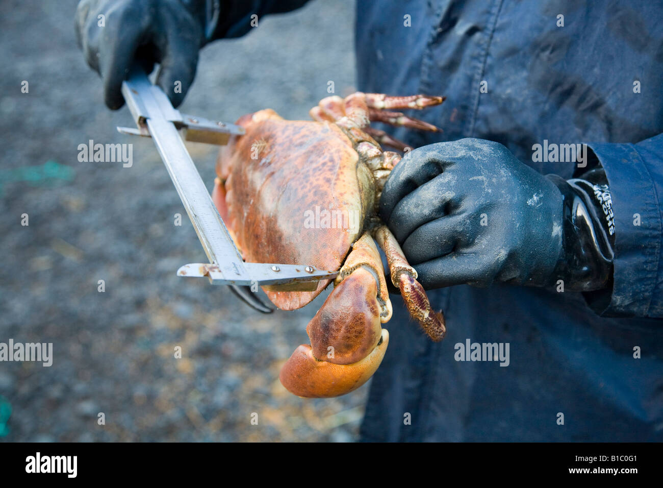 Staatlicher Fischereiinspektor zur Messung der Größe frisch gefangener Krabben mit Calipers, Lindisfarne, Holy Island, Northumberland, Großbritannien Stockfoto