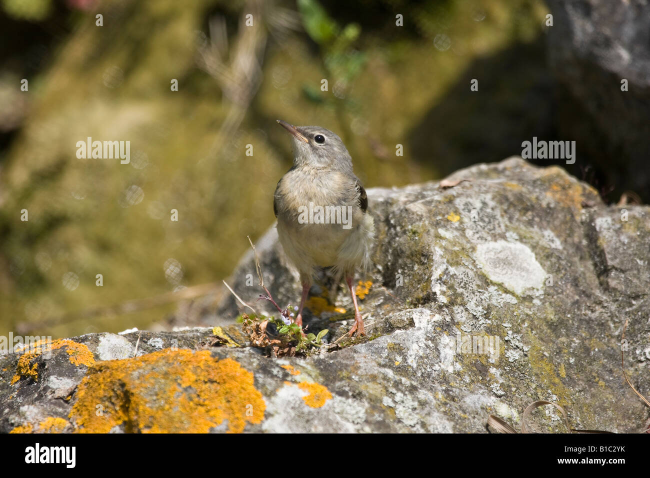 Der neu entwickelte graue Wagtail (Motacilla cinerea) thront im Frühling auf dem Felsen Stockfoto